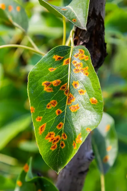 Pear leaves with pear rust infestation