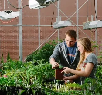 Two Iowa State students working in a campus greenhouse