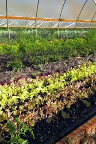 produce grown in a high wind tunnel